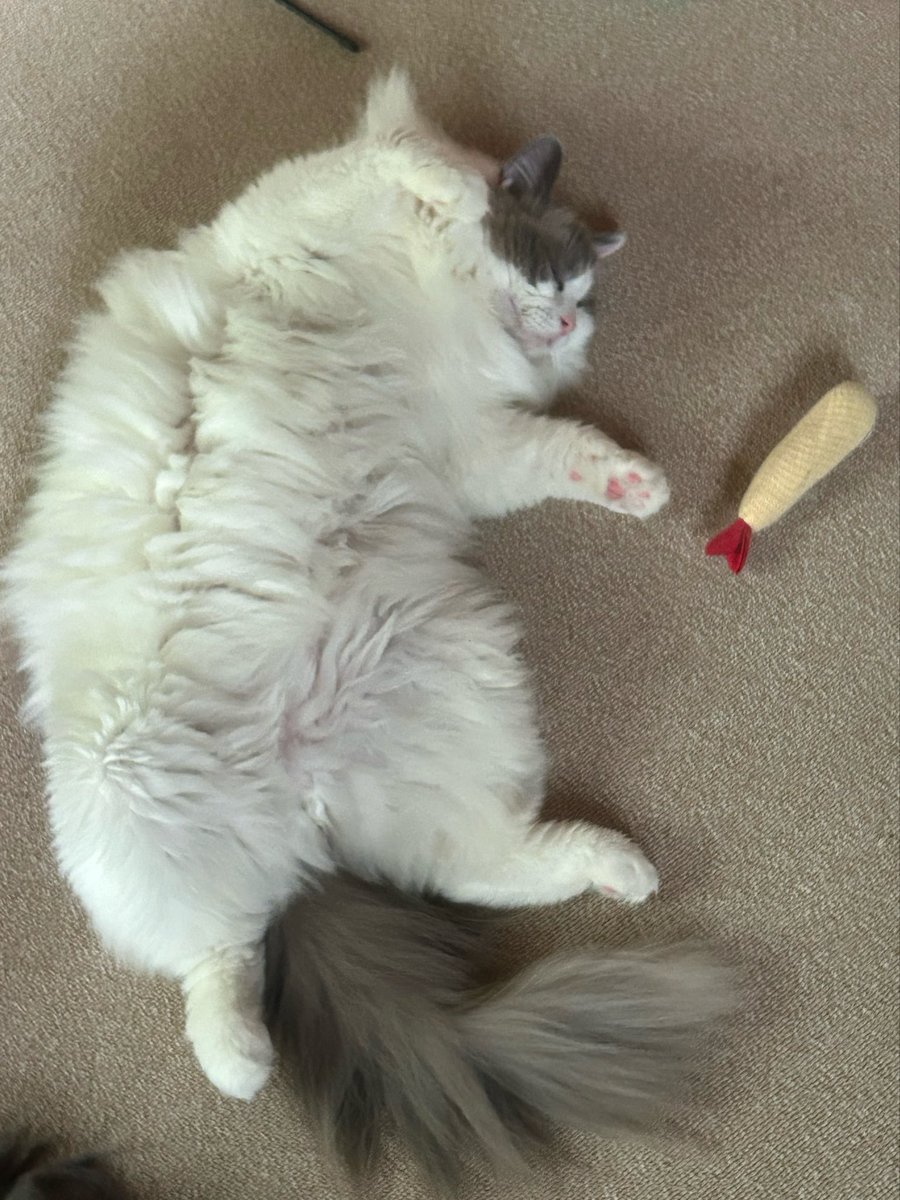 Charles2_22's tweet photo. #猫の居る幸せ https://t.co/tvFRzczFS2