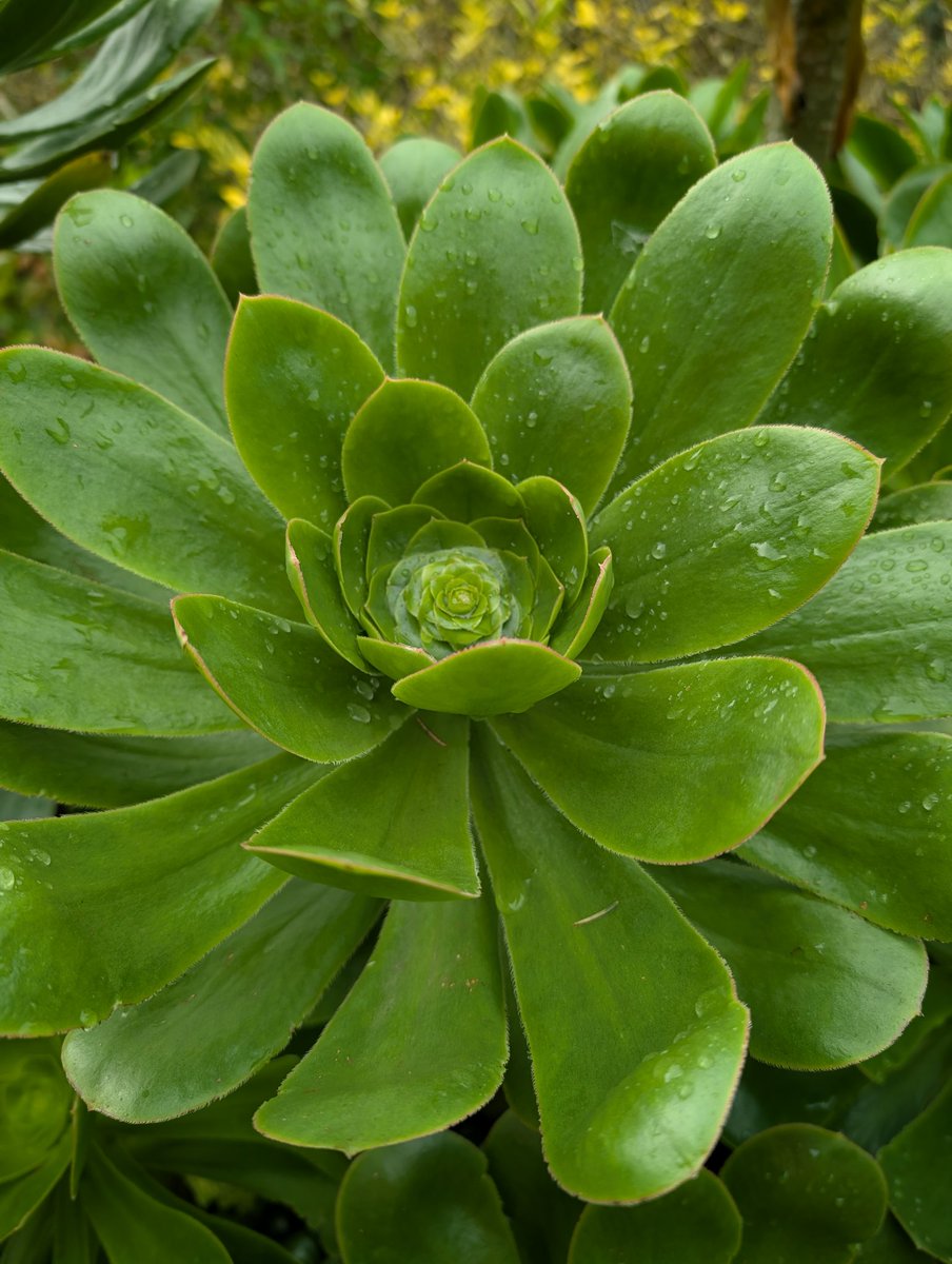 Bundogs's tweet photo. Aeoniums in the rain #koroitbg #outandabout #foliagefun https://t.co/TZYkqeSgPD