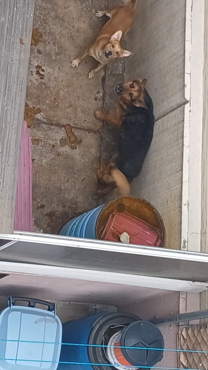 Apoyo_Croqueton's tweet photo. Me pidieron que si pueden apoyar para unis perros que abandonaron en jna zotehuela @propaem_sma Los vecinos le echan comida pero no tienen donde resguardarse @AyuntaTec2025 @TecamacMex @Edomex https://t.co/NQO06ikUtl