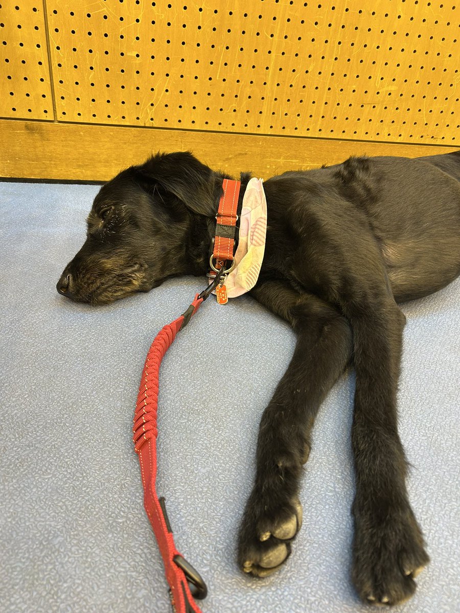 Kap_kobe's tweet photo. 本校に協力してくれている実習協力犬の学校到着後のオフショット📷かなりリラックスしていますが、授業が始まると切り替えバッチリ👍頼もしい限りです✨次はどんなオフショットが見れるのか！？お楽しみに🐶
#オーストラリアンシェパード #ドゥードゥル #コーギー https://t.co/v0VrNR97vD
