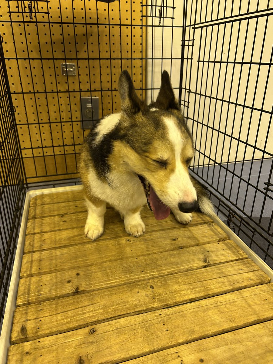 Kap_kobe's tweet photo. 本校に協力してくれている実習協力犬の学校到着後のオフショット📷かなりリラックスしていますが、授業が始まると切り替えバッチリ👍頼もしい限りです✨次はどんなオフショットが見れるのか！？お楽しみに🐶
#オーストラリアンシェパード #ドゥードゥル #コーギー https://t.co/v0VrNR97vD