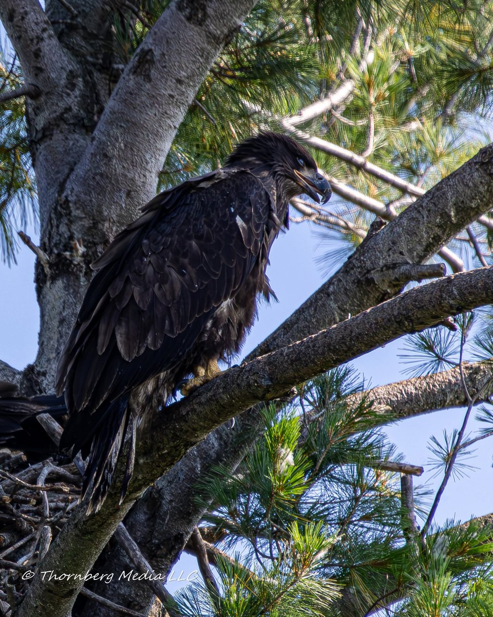 ThornbergMedia's tweet photo. Juvenile American bald eagle. https://t.co/QDIeXuM489