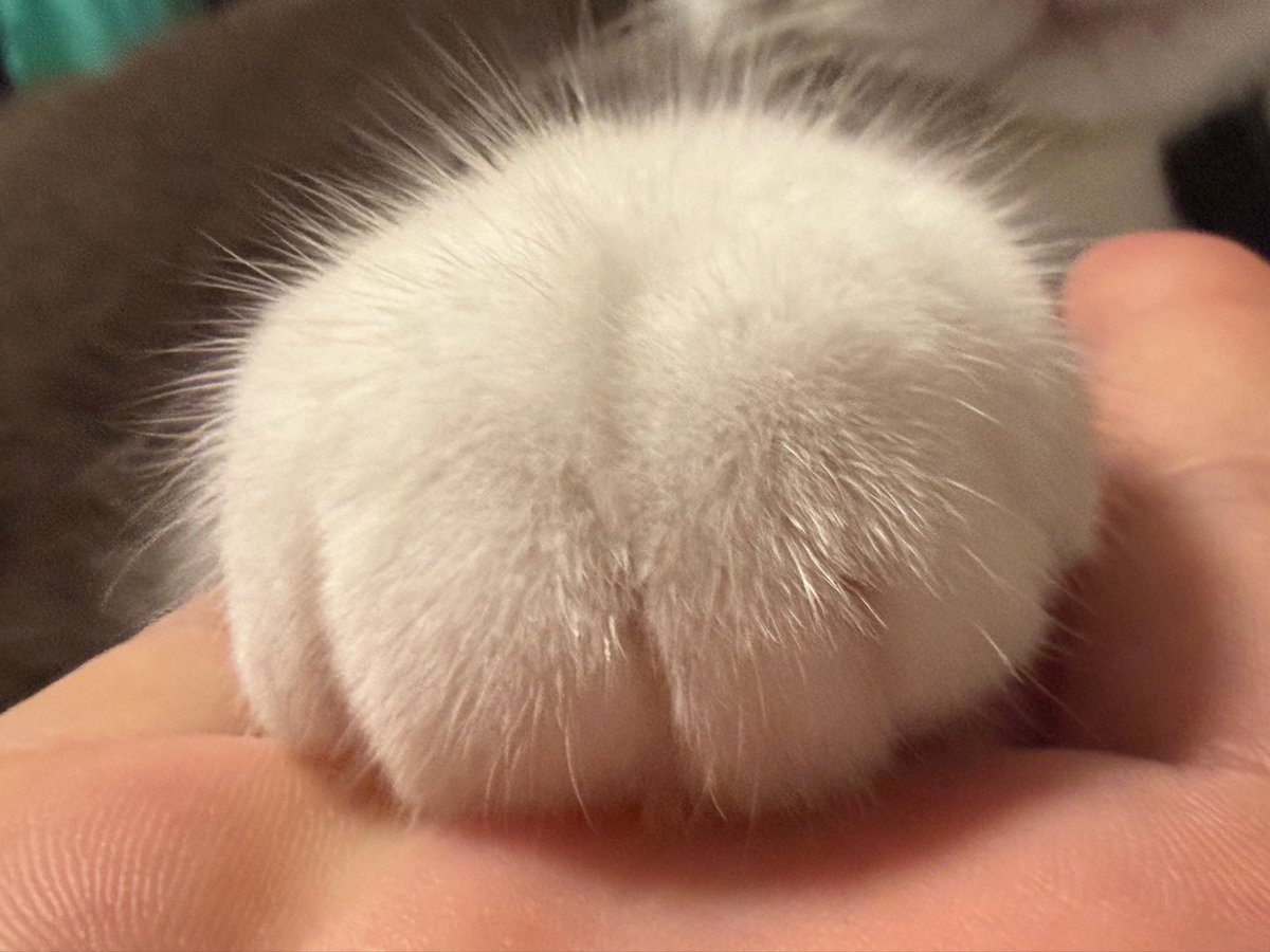 わがやのねこ tweet media