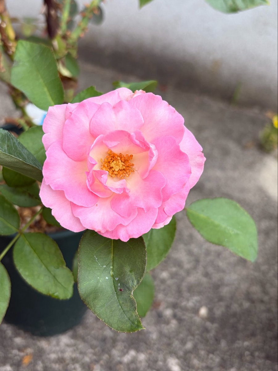 Yumi07012018's tweet photo. こんにちは😊

もう終わったと思っていた
バラが 今朝咲きました✨🌹

近所の方もお花を見てくれていて
癒されるとか、このお花を見たら🏡
心がパッと明るくなったとか

このピンクの花が好き😊とか
伝えてくださったりもして

人の癒しになっていることが
とても嬉しいですね💖☺️

今日もよい日に🌸

#ひらしまゆみ