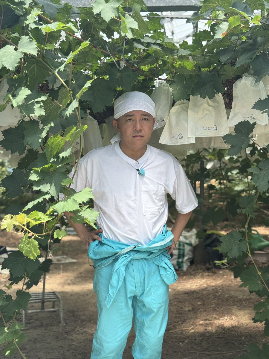 nisijinboy's tweet photo. シャインマスカットの収穫 https://t.co/fRg3PYkcDv