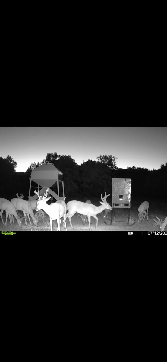 Jonmatlock30841's tweet photo. That’s what
You call a full house! #bigbuck #deer #deerhunting https://t.co/npUBDZho6Y