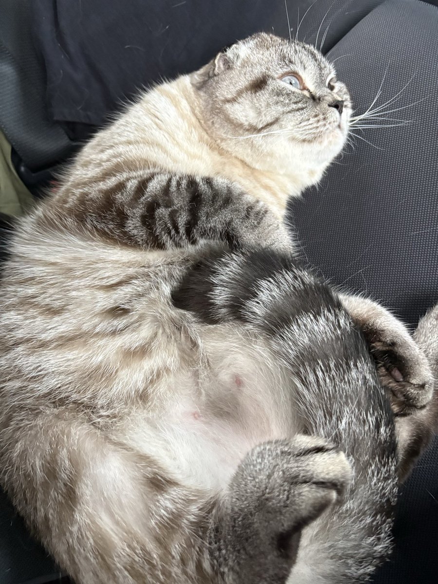 mooneater111's tweet photo. My cat was so mad &amp; pouty at us for like 3 hours after picking him up after 6 weeks and I feel so bad cuz he probably thought we abandoned him 🥲💔 https://t.co/oYBkZNXsHx