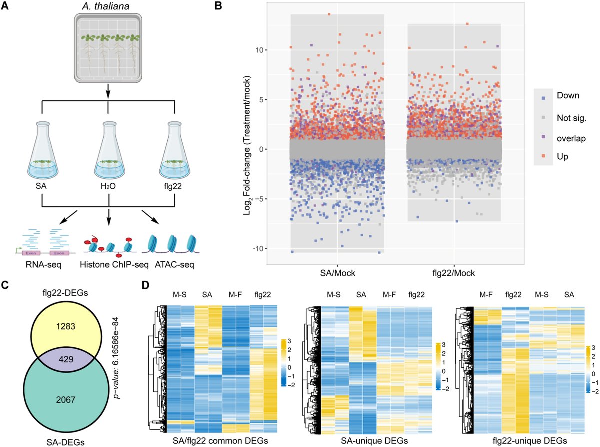 aBIOTECH5's tweet photo. #aBIOTECH_OnlineFirst 🛡️🌱
📚 Chromatin accessibility and histone landscapes define immune signal-specific transcriptional reprogramming in Arabidopsis
🔗https://t.co/5lzlUOzJkM
@ElsevierConnect
@Sciencedirect
#Epigenetics #Arabidopsis #Transcriptome #PlantScience #PlantImmunity https://t.co/UfEn3cL2dk
