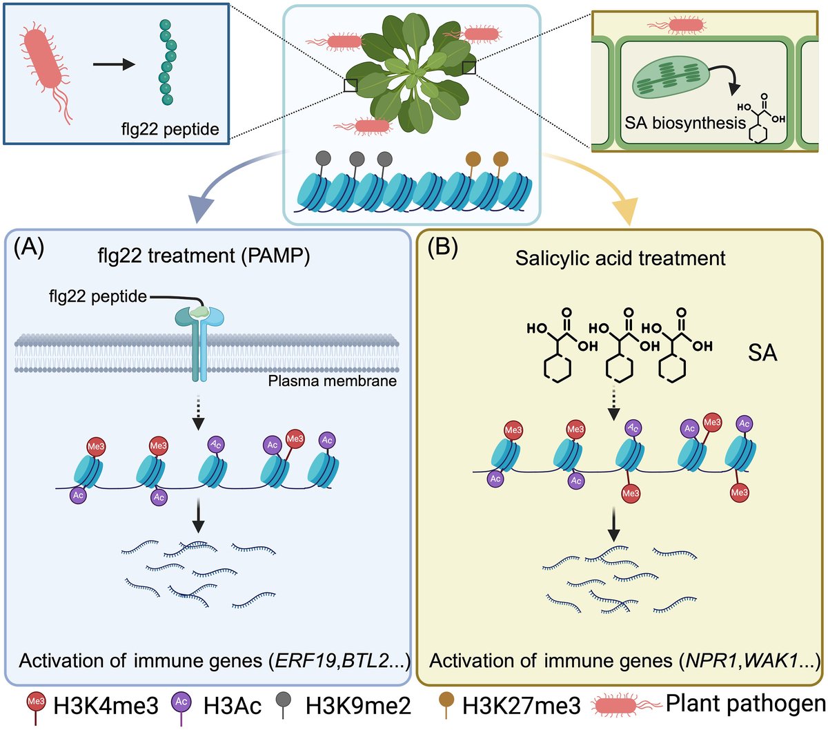 aBIOTECH5's tweet photo. #aBIOTECH_OnlineFirst 🛡️🌱
📚 Chromatin accessibility and histone landscapes define immune signal-specific transcriptional reprogramming in Arabidopsis
🔗https://t.co/5lzlUOzJkM
@ElsevierConnect
@Sciencedirect
#Epigenetics #Arabidopsis #Transcriptome #PlantScience #PlantImmunity https://t.co/UfEn3cL2dk