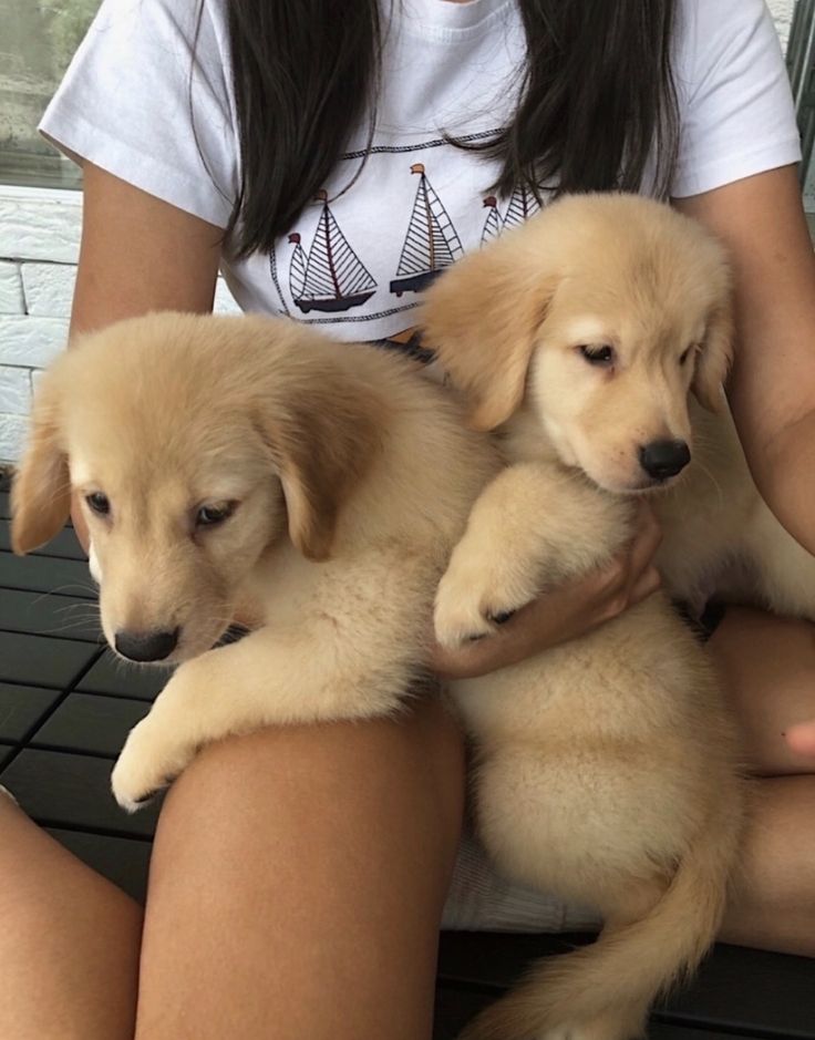 wide54737's tweet photo. Twins puppies https://t.co/ibc1rxQ2k0