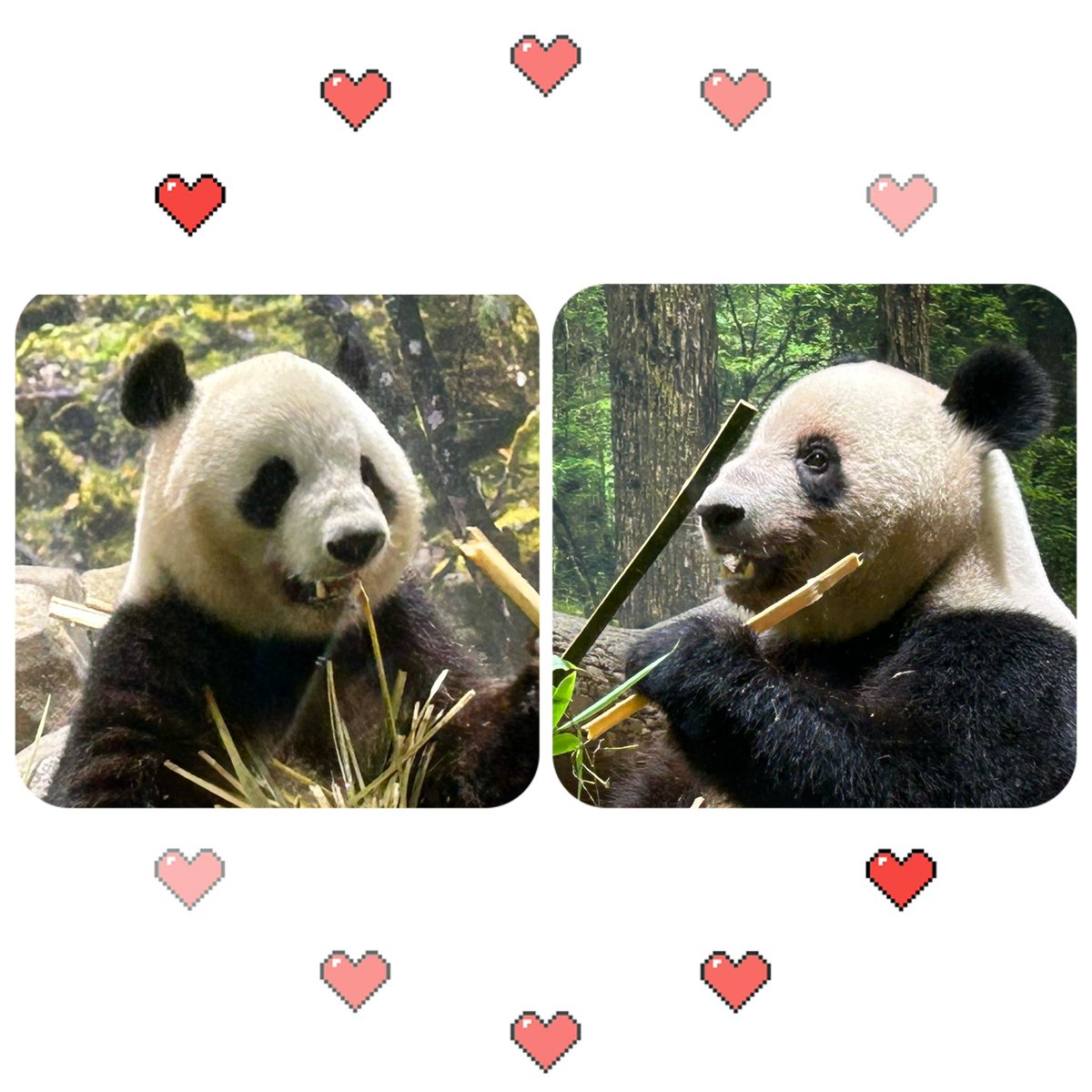 728oreo's tweet photo. シャオシャオ🐼レイレイ🐼
お元気ですか💞
晓晓，蕾蕾
📸20250726
#上野動物園 #パンダ #シャオシャオ #レイレイ #シャオレイ https://t.co/ZRISWdVM8F