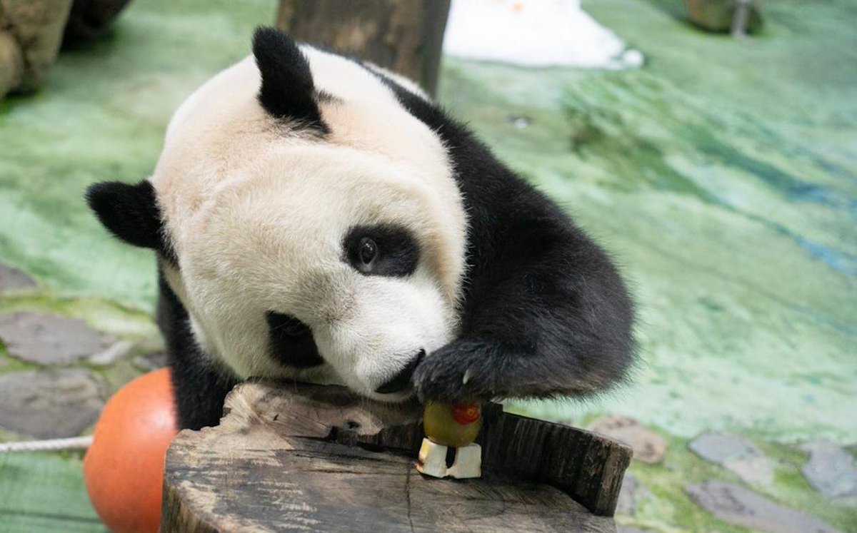 China_says's tweet photo. Giant panda Yuan Zai marked her 13th birthday at Taipei Zoo in southeast China’s Taiwan with a special soccer-themed feast. Beyond the adorable celebration, Yuan Zai’s journey carries a deeper meaning: born to a panda pair gifted by the Chinese mainland, she has become a cherished symbol of care, connection, and shared affection among people across the Strait.
