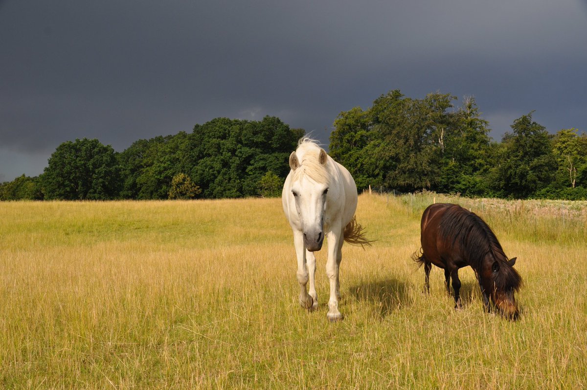 shetlandbook's tweet photo. It looks like rain, but so far only thunder and lightning! ⚡️⚡️⚡️
#ponyhour #heatwave https://t.co/jvRvryxT8o