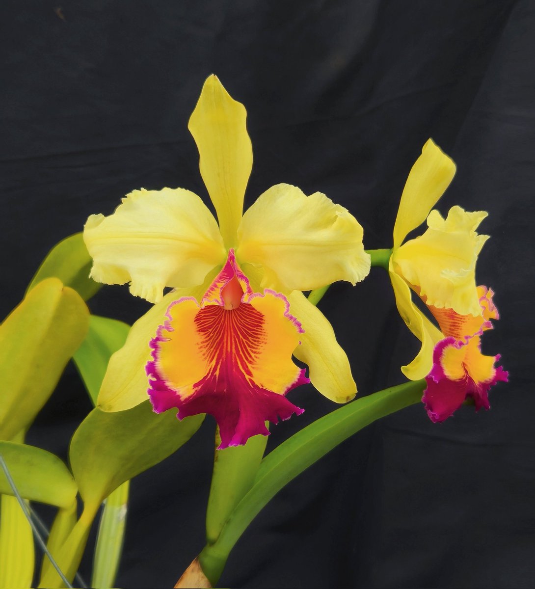 kaijlv271's tweet photo. There is some thrip damage but the lip is still impressive! I'm recently into Hardyana aurea and planning to remake something like this.
#cattleya #orchid #洋蘭 #orquideas https://t.co/NwC39gtHSz