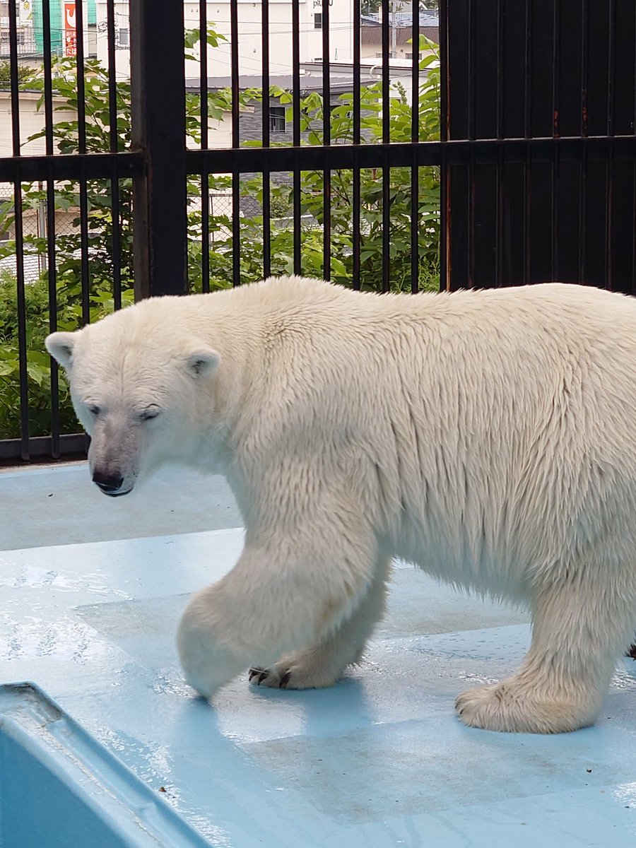200kemono's tweet photo. おびひろ動物園（北海道）に行ってきた！
設備は確かに古いがキリン舎など徐々に改修はしている
いまは珍しの総合園、大型草食肉食、霊長類に北海道固有種も
古き良き動物舎と北海道の自然が残る動物園です https://t.co/7GROaJdFbK