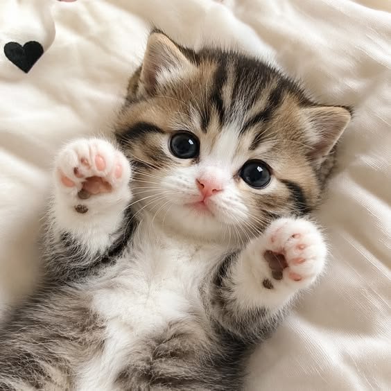 Little kitty tweet media