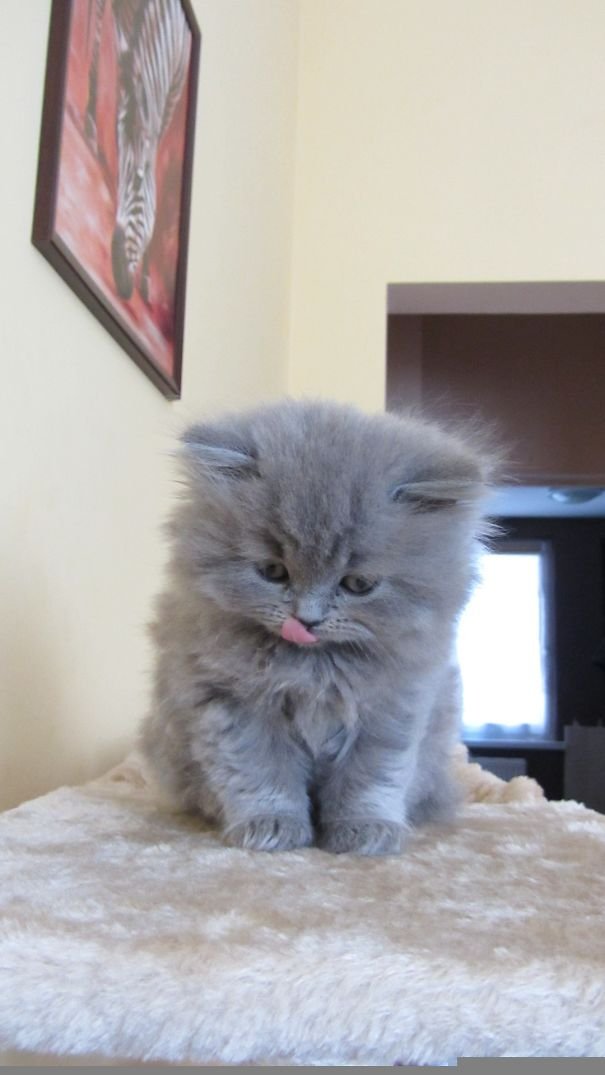 Little kitty tweet media