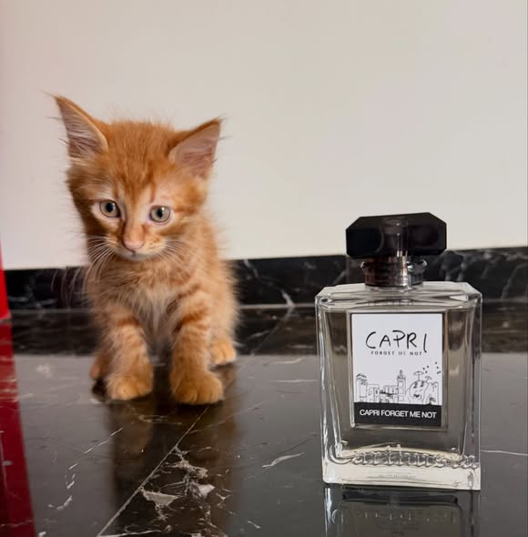 rosinaperfumery's tweet photo. CARTHUSIA Capri Forget Me Not Carrot 🥕🧡
Citrus - Musky
#forgetmenot #carthusia #rosinaperfumery #αρωμα #gingerkitten https://t.co/qxYvbLcMnJ