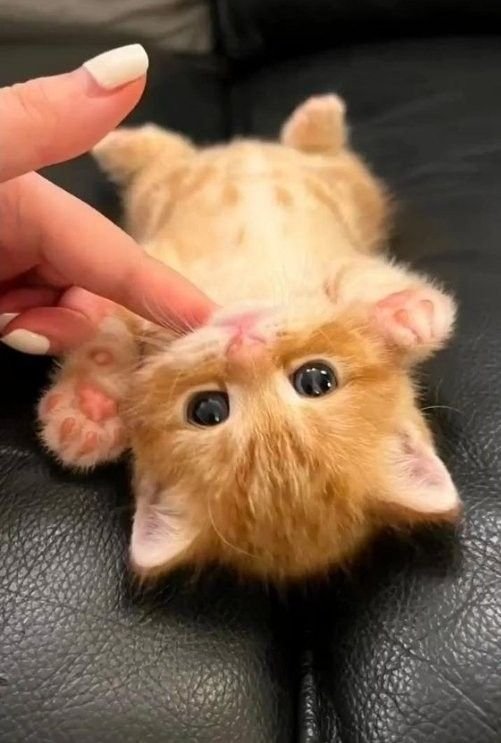 Cute kitty tweet media