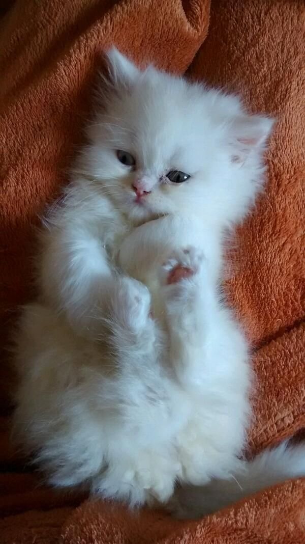 PurrfectPaws tweet media