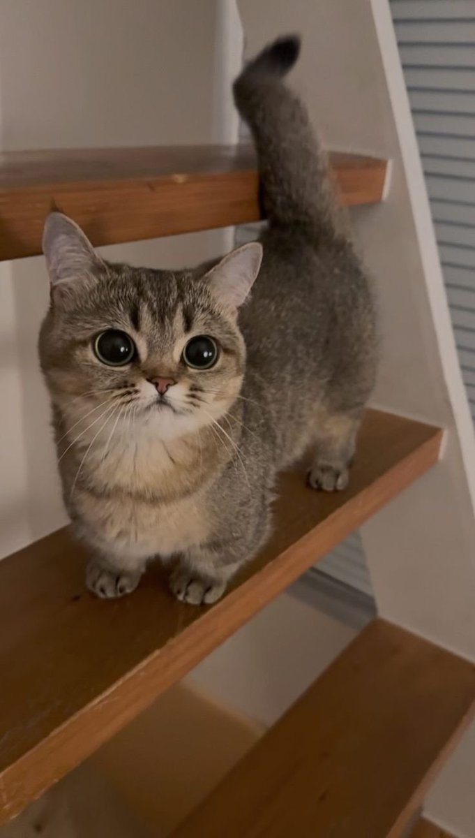 PurrfectPaws tweet media