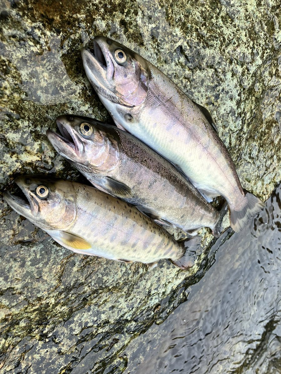 5xue5's tweet photo. オカズ釣れた🎣雨強かった… https://t.co/6zsaefVNlo