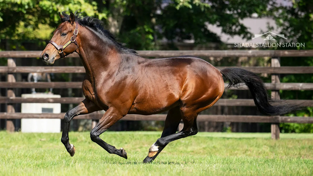 KocasMurat's tweet photo. First crop taylarıyla fırtına gibi bir başlangıç yapan (AEI: 2.44) Efforia'nın yearling tayları, bugün düzenlenen JRHA Select Sale'de de oldukça yüksek fiyatlara alıcı buluyor. #Epiphaneia ve oğlu #Efforia sayesinde #Roberto hattı Japonya'da adeta küllerinden doğuyor. https://t.co/d7sraYhghW