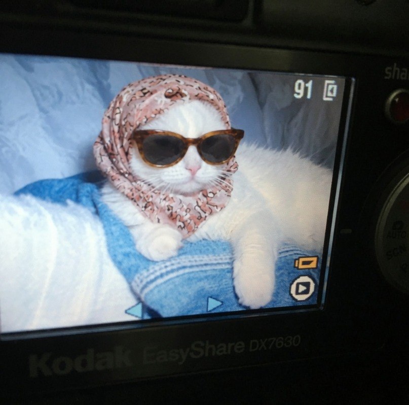 GlamCatRH's tweet photo. No paparazzi, pleasee https://t.co/sU8iZaZmON