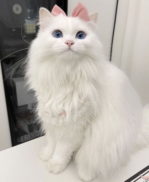 CattyHub tweet media