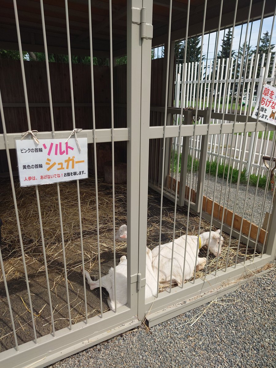200kemono's tweet photo. 帯広競馬場ふれあい動物園（北海道）に行ってきた！
競馬場併設の無料の動物園。ばん馬、ポニー、ミニチュアホースがいて、100円でニンジン丸1本という良心価格でエサやり出来ます
ヤギとウサギもいたよ
ほかに馬の博物館や複数の飲食店など、競馬以外にも楽しめるよ https://t.co/pzq2OC1R7d