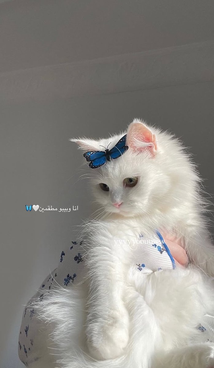 𝗦𝗵𝗮𝘁𝗵𝗮 𐙚 tweet media