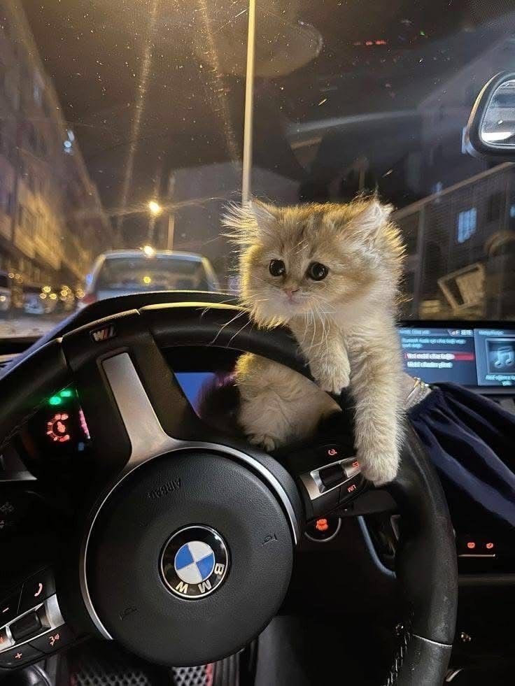 PurrfectPaws tweet media