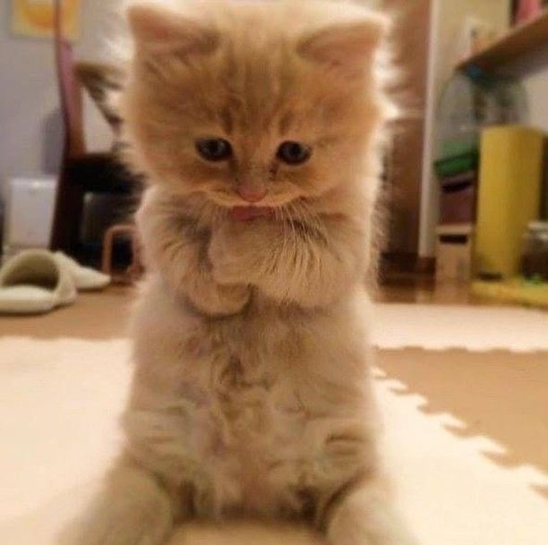 CatCuddleDaily tweet media