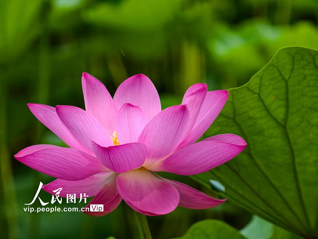 PDChinese's tweet photo. 【北京：北海公園荷花盛放】近日，北海公園荷花陸續綻放，進入最佳觀賞期。 https://t.co/57Pzy5lMfI