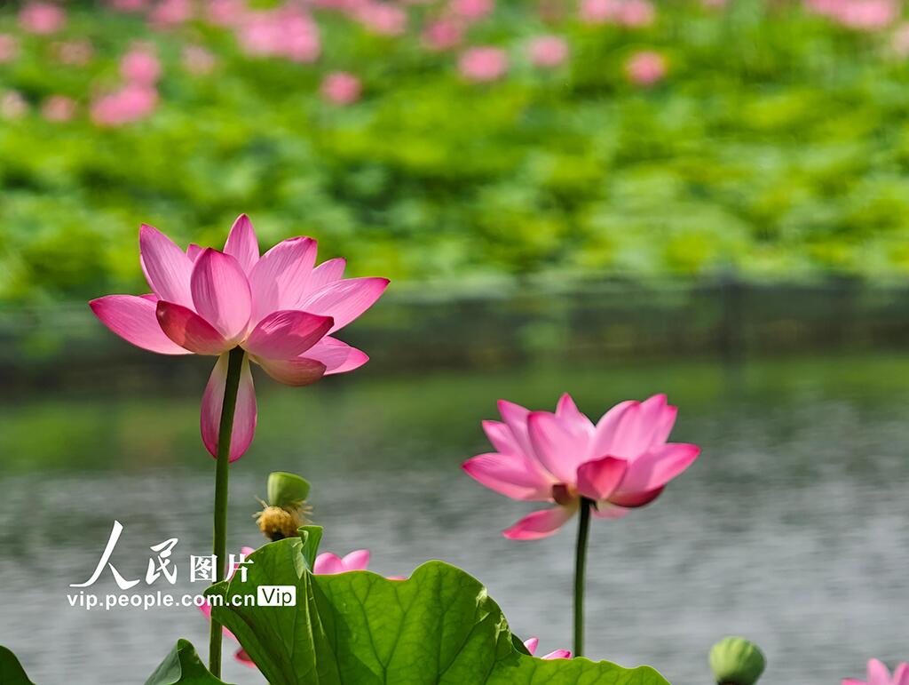 PDChinese's tweet photo. 【北京：北海公園荷花盛放】近日，北海公園荷花陸續綻放，進入最佳觀賞期。 https://t.co/57Pzy5lMfI