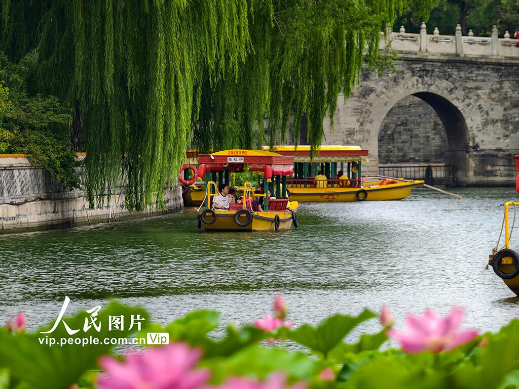 PDChinese's tweet photo. 【北京：北海公園荷花盛放】近日，北海公園荷花陸續綻放，進入最佳觀賞期。 https://t.co/57Pzy5lMfI