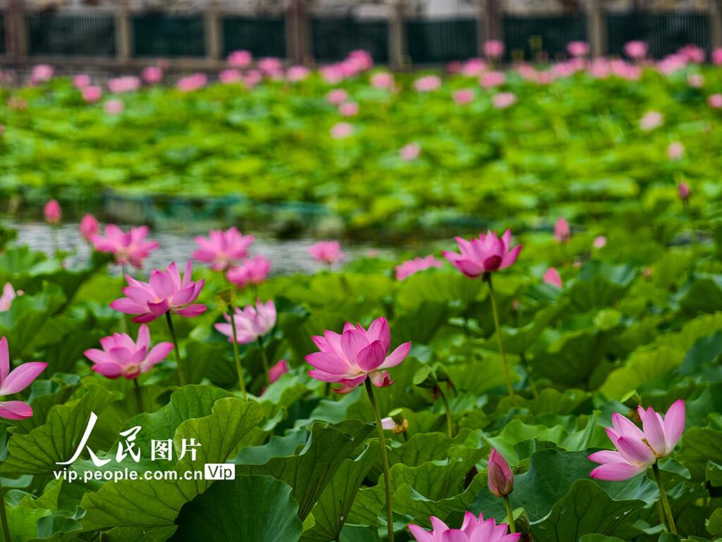 PDChinese's tweet photo. 【北京：北海公園荷花盛放】近日，北海公園荷花陸續綻放，進入最佳觀賞期。 https://t.co/57Pzy5lMfI