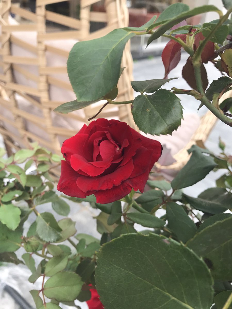 ytaybuga's tweet photo. @hakan_42_42_ 🤝☕️
#Günaydın.🌞 
Değerli Dostum.
Sevgili Hakan bey.
Yeni Bir Hafta.
Yeni Bir Gün.
#SizeVeSevdiklerinize.
#GüzelliklerGetirsin.🤲
İşiniz Gücünüz Rast Gelsin.
Güzel Yüreğiniz.🍃💛❤️🍃
Yorgunluk Görmesin.🤲
Her Şey Gönlünüzce Olsun.
Selam Saygı ve Sevgiyle.
🇹🇷💫🍃🌼🌺🍃💫🇹🇷 https://t.co/RIZZner25r