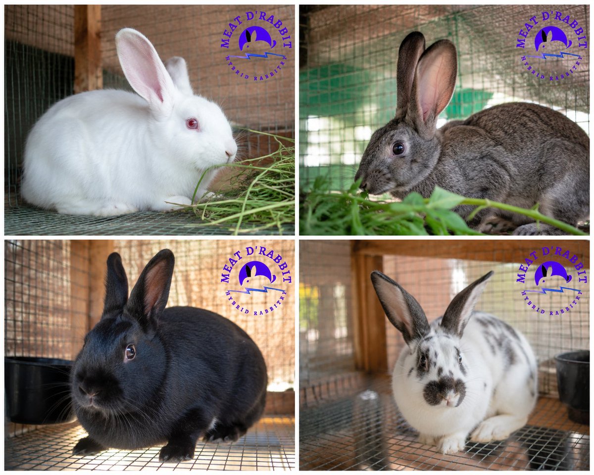 MeatDRabbit's tweet photo. 🐇 Healthy rabbits for rearing now available in Machakos! Perfect for breeding, meat production, or growing your rabbitry. Quality stock, raised with care. DM us for availability and prices. 🌿

#RabbitFarming #RabbitRearing #Machakos #Agribusiness #MeatDRabbit https://t.co/GqYGLMylLH