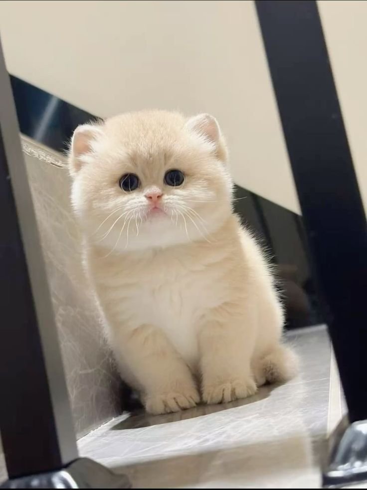 CattyHub tweet media