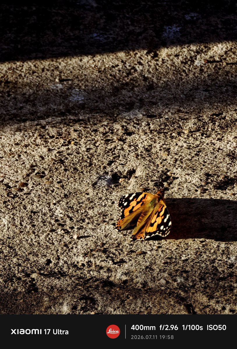 justin_kadafi's tweet photo. Butterfly chilling in the sun quite tricky shot conditions different focal lengths
#LightFusion #VarioAposummilux #leica #summilux #shotonsnapdragon #xiaomi17Ultra #leicacamera #butterfly https://t.co/dz1cqNtbzt