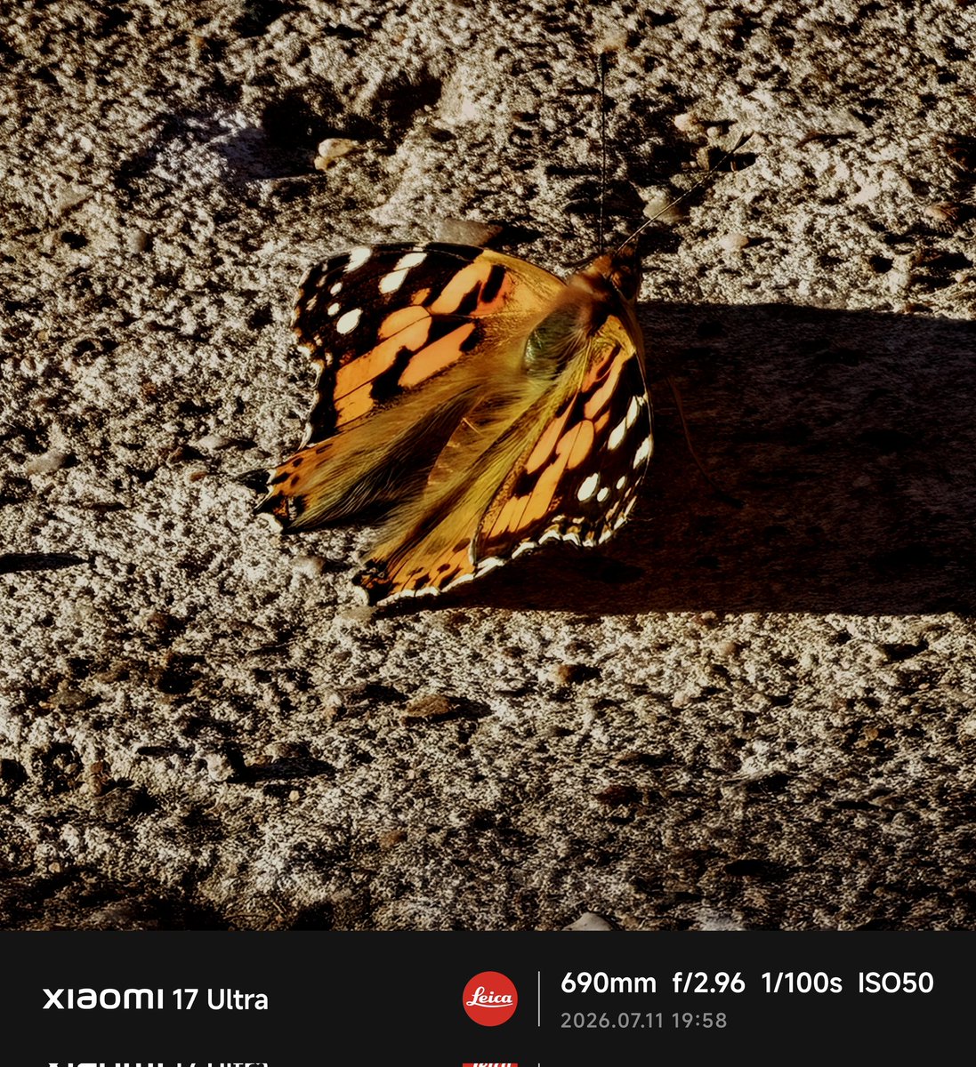 justin_kadafi's tweet photo. Butterfly chilling in the sun quite tricky shot conditions different focal lengths
#LightFusion #VarioAposummilux #leica #summilux #shotonsnapdragon #xiaomi17Ultra #leicacamera #butterfly https://t.co/dz1cqNtbzt