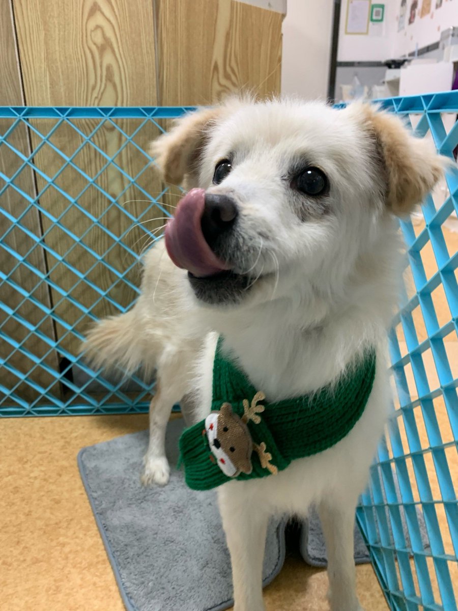 mostGenius's tweet photo. My furball just hit 6 months old! Watching their tiny paws grow into little paws full of energy is the sweetest joy.  #PetGrowth #PuppyLove https://t.co/CPJe0JPRzG