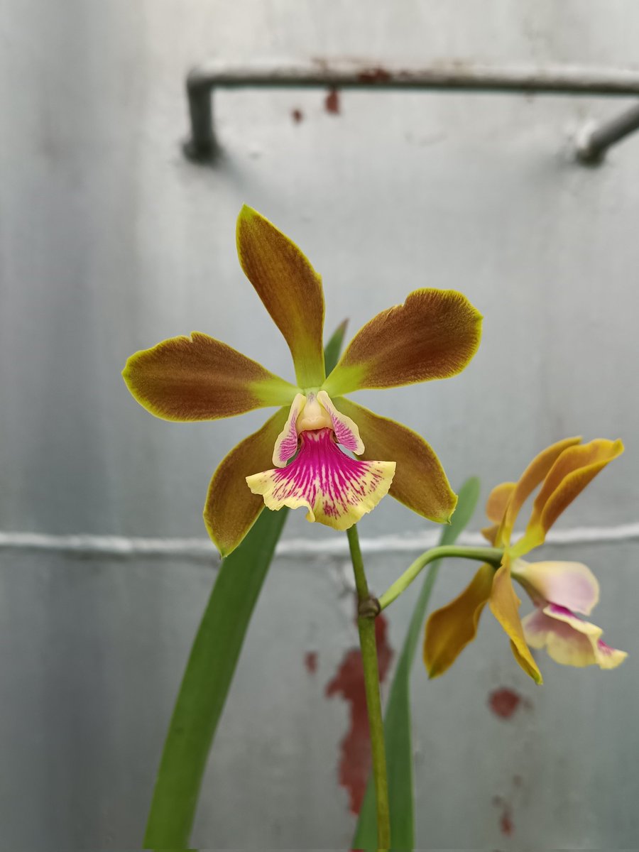 Rhizantha_'s tweet photo. Louiscappeara Richard Ace Otaki

ほぼエンシクリアな交配で2輪は寂し🫪
花は結構大きいけど https://t.co/sePAHGt5Cw