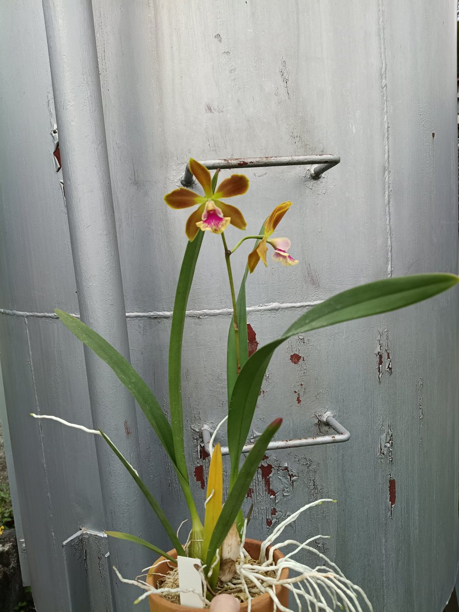 Rhizantha_'s tweet photo. Louiscappeara Richard Ace Otaki

ほぼエンシクリアな交配で2輪は寂し🫪
花は結構大きいけど https://t.co/sePAHGt5Cw