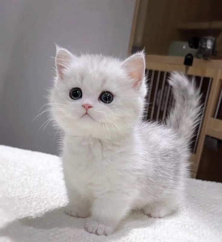 Kittens tweet media