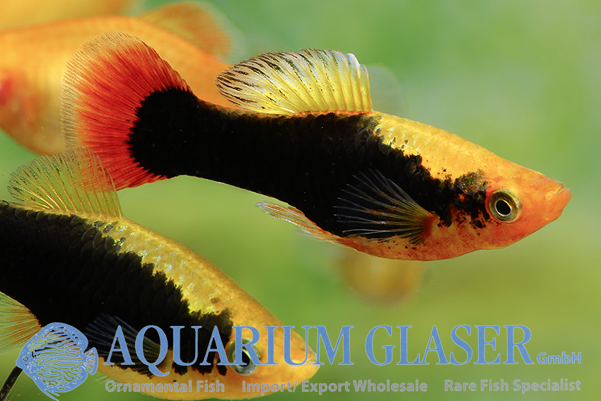 aquariumglaser's tweet photo. #Xiphophorus #variatus #Hawaii
find more details and pics @ https://t.co/kgExUnuDLM https://t.co/joBn74GH66