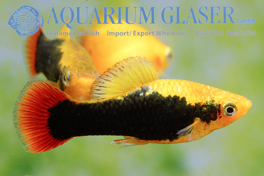aquariumglaser's tweet photo. #Xiphophorus #variatus #Hawaii
find more details and pics @ https://t.co/kgExUnuDLM https://t.co/joBn74GH66