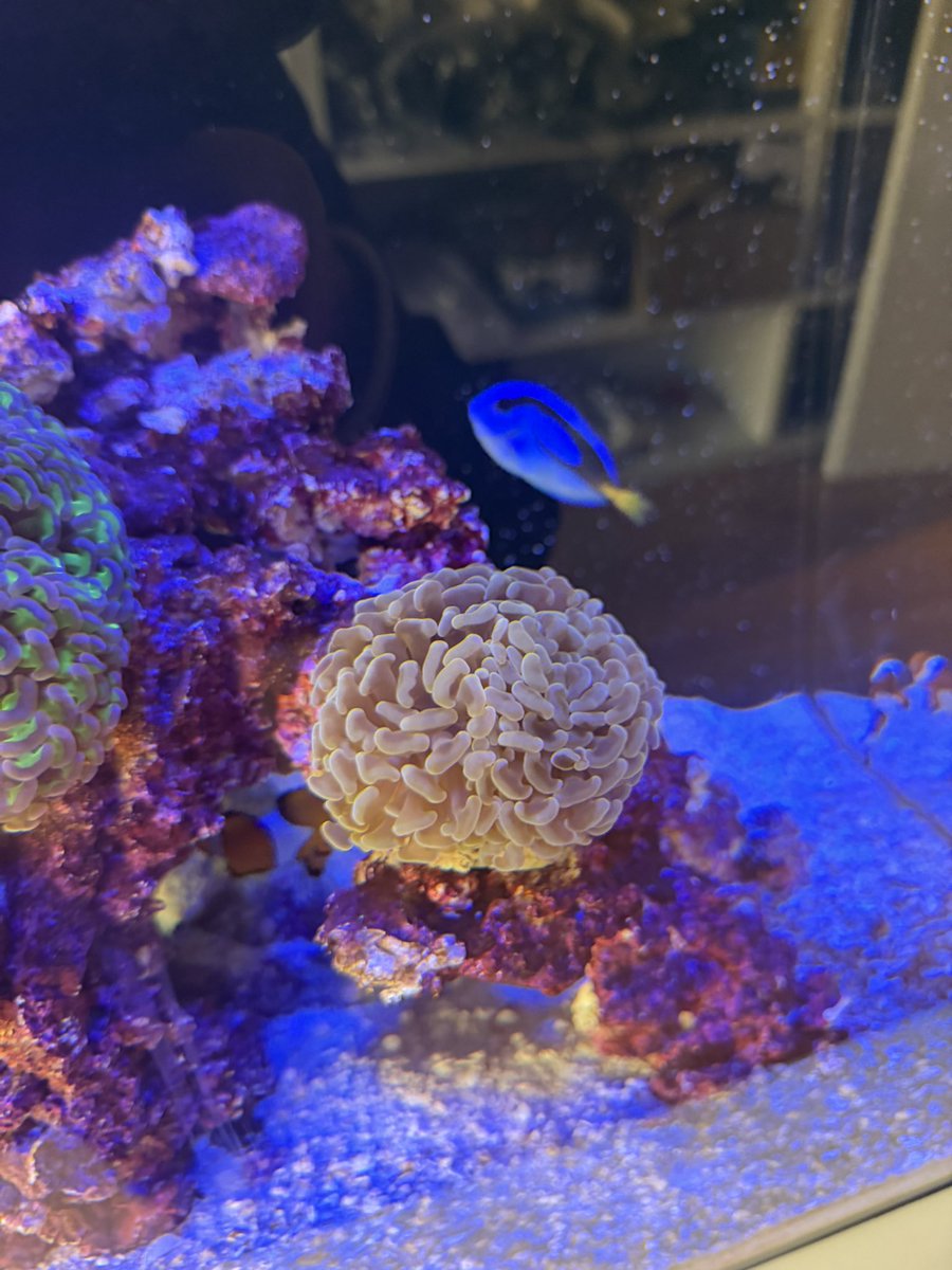 DustyPee's tweet photo. New corals in the #officetank have settled in nicely. 🥰 https://t.co/Lb7hulZFNh