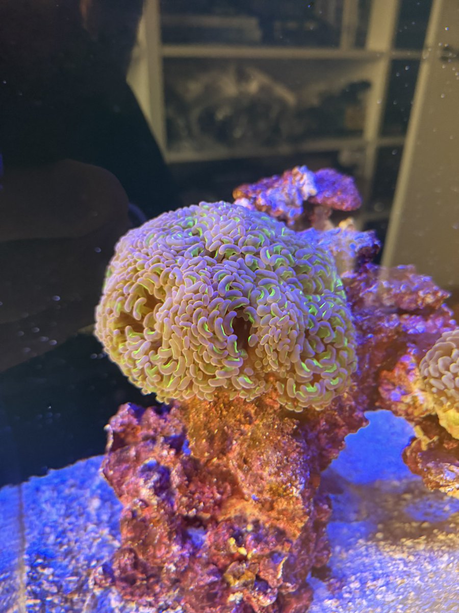 DustyPee's tweet photo. New corals in the #officetank have settled in nicely. 🥰 https://t.co/Lb7hulZFNh